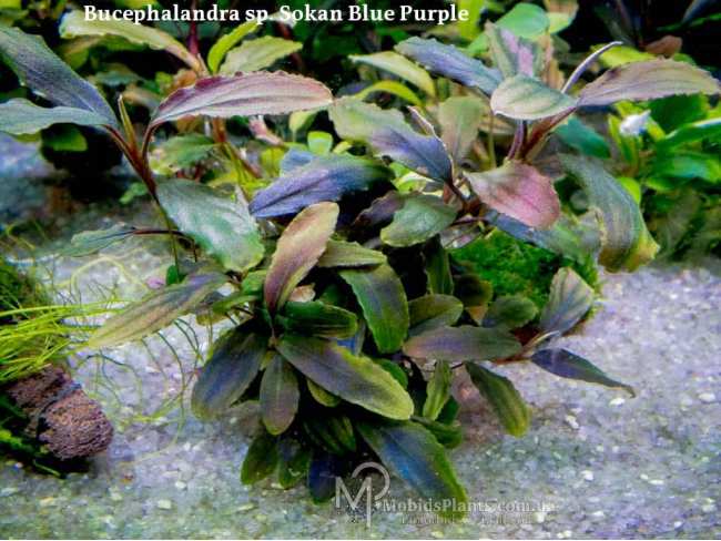 Буцефаландра Bucephalandra sp. Sokan Blue Purple