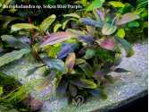 Буцефаландра Bucephalandra sp. Sokan Blue Purple