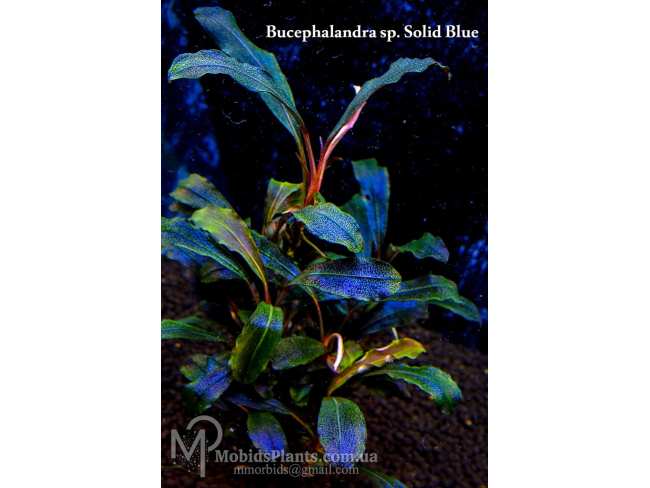 Буцефаландра Bucephalandra sp. Solid Blue