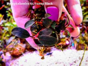 Буцефаландра Bucephalandra sp. Suang Black