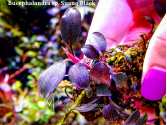 Буцефаландра Bucephalandra sp. Suang Black