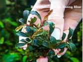 Буцефаландра Bucephalandra sp. Suang Blue