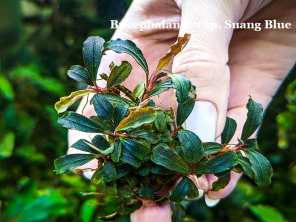 Буцефаландра Bucephalandra sp. Suang Blue