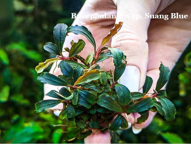 Буцефаландра Bucephalandra sp. Suang Blue