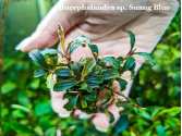 Буцефаландра Bucephalandra sp. Suang Blue