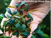 Буцефаландра Bucephalandra sp. Suang Blue