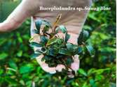 Буцефаландра Bucephalandra sp. Suang Blue