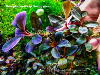 Буцефаландра Bucephalandra sp. Suang green