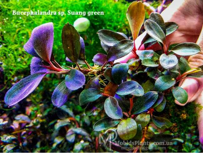 Буцефаландра Bucephalandra sp. Suang green