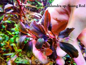 Буцефаландра Bucephalandra sp. Suang Red