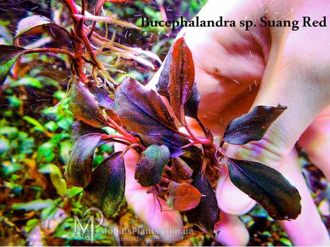 Буцефаландра Bucephalandra sp. Suang Red