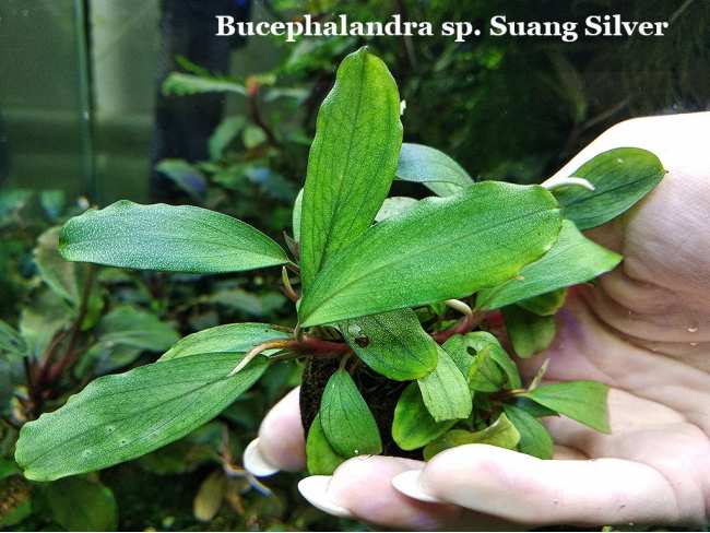 Буцефаландра Bucephalandra sp. Suang Silver