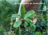 Буцефаландра Bucephalandra sp. Suang Silver