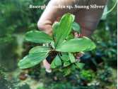 Буцефаландра Bucephalandra sp. Suang Silver