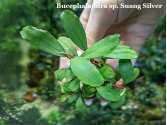 Буцефаландра Bucephalandra sp. Suang Silver