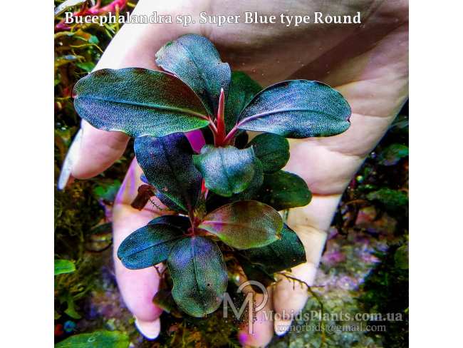 Буцефаландра Bucephalandra sp. Super Blue type Round