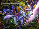 Буцефаландра Bucephalandra sp. Super Blue type 2, CK