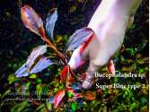 Буцефаландра Bucephalandra sp. Super Blue type 2