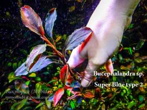 Буцефаландра Bucephalandra sp. Super Blue type 2