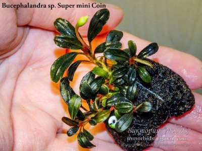 Буцефаландра Bucephalandra sp. Super mini Coin Буцефаландра Bucephalandra sp. Super mini Coin