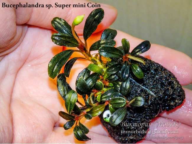 Буцефаландра Bucephalandra sp. Super mini Coin