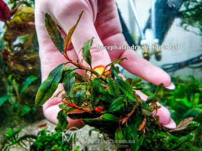Буцефаландра Bucephalandra sp. Super red Буцефаландра Bucephalandra sp. Super red
