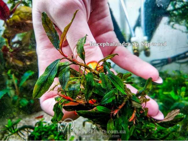 Буцефаландра Bucephalandra sp. Super red