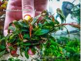 Буцефаландра Bucephalandra sp. Super red