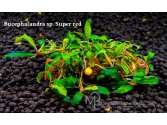 Буцефаландра Bucephalandra sp. Super red