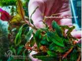 Буцефаландра Bucephalandra sp. Super red