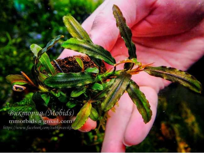 Буцефаландра Bucephalandra sp. Supermini Catherinae