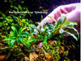 Буцефаландра Bucephalandra sp. Tebakang