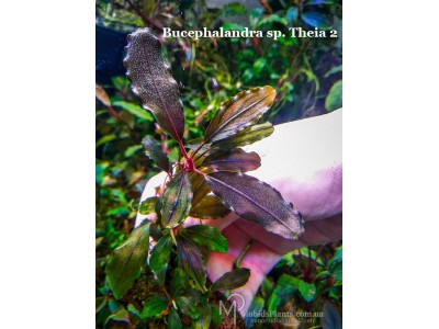 Буцефаландра Bucephalandra sp. Theia 2
