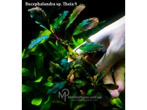 Буцефаландра Bucephalandra sp. Theia 9