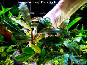 Буцефаландра Bucephalandra sp. Theia Black