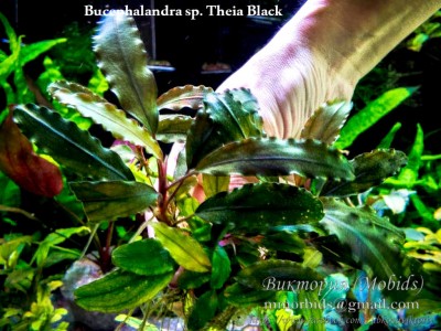 Буцефаландра Bucephalandra sp. Theia Black