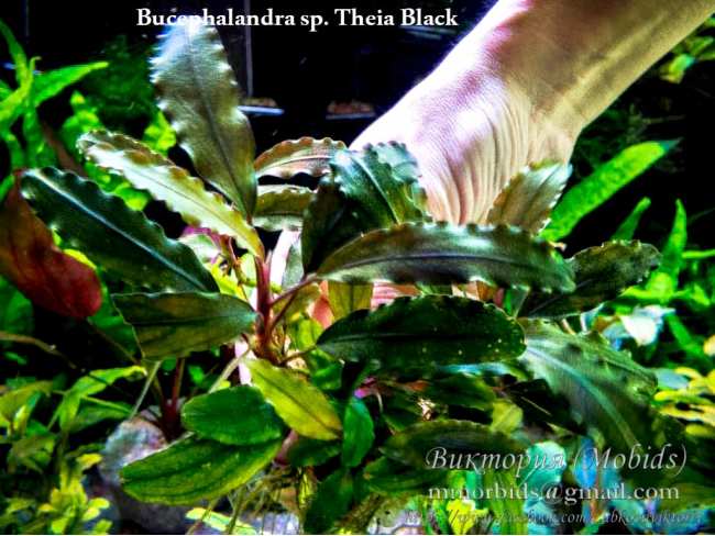 Буцефаландра Bucephalandra sp. Theia Black