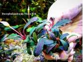 Буцефаландра Bucephalandra sp. Theia Red