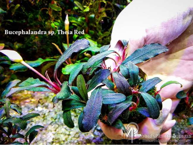 Буцефаландра Bucephalandra sp. Theia Red