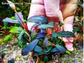 Буцефаландра Bucephalandra sp. Theia Red