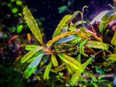 Буцефаландра Bucephalandra sp. Titan II