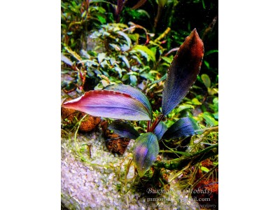 Буцефаландра Bucephalandra sp. Ulysses Буцефаландра Bucephalandra sp. Ulysses