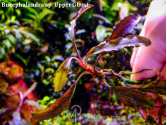 Буцефаландра Bucephalandra sp. Upper Ghost