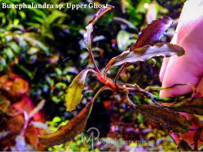 Буцефаландра Bucephalandra sp. Upper Ghost