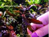 Буцефаландра Bucephalandra sp. Upper Ghost