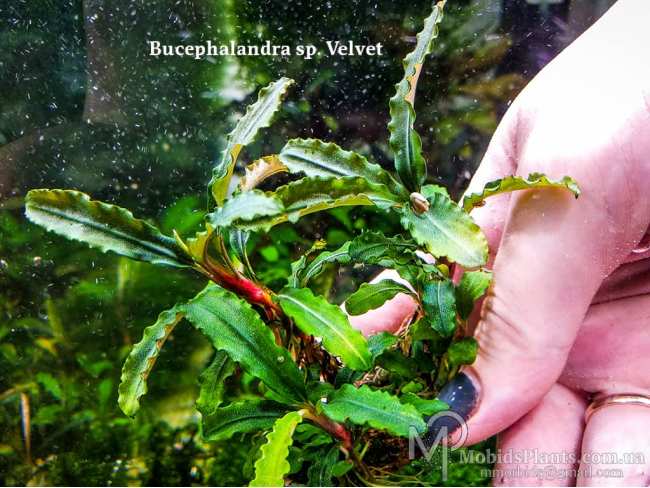 Буцефаландра Bucephalandra sp. Velvet