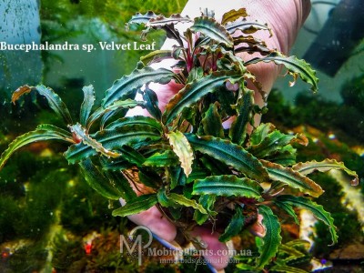 Буцефаландра Bucephalandra sp. Velvet Leaf Буцефаландра Bucephalandra sp. Velvet Leaf