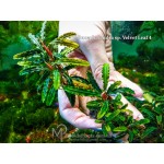 Bucephalandra sp. Velvet Leaf 4