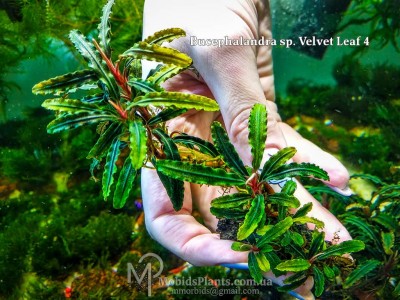 Буцефаландра Bucephalandra sp. Velvet Leaf 4