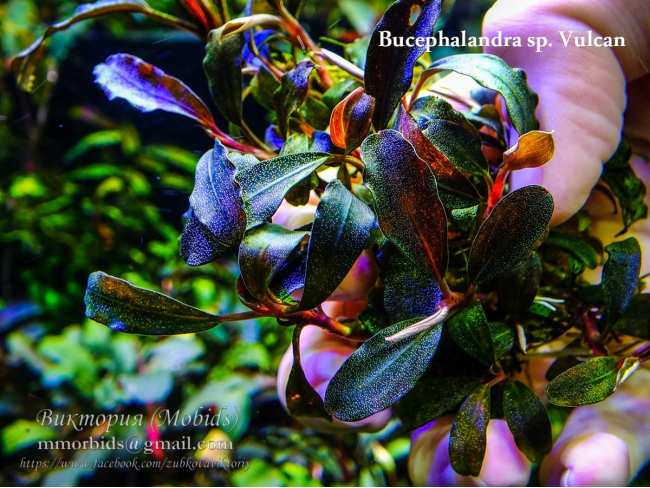 Буцефаландра Bucephalandra sp. Vulcan